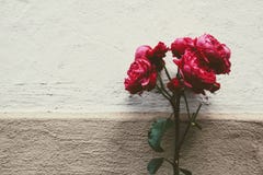 Flower, Red, Pink, Garden Roses Stock Photography Flower, Red, Pink, Garden Roses Stock Photography