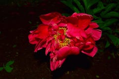 Flower, Red, Pink, Plant Royalty Free Stock Images Flower, Red, Pink, Plant Royalty Free Stock Images