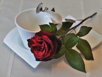 Flower, Rose Family, Garden Roses, Rose Flower, Rose Family, Garden Roses, Rose