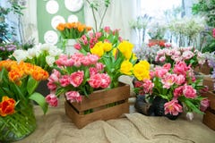 Flower Shop, Sale Of Flowers. Beautiful Blooming Royalty Free Stock Photo