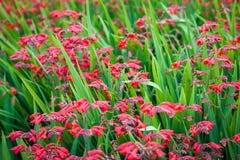 Flower spring red and green plant in the park. Summer flowers in bloom. royalty free stock photography Flower spring red and green plant in the park. Summer flowers in bloom. royalty free stock photography