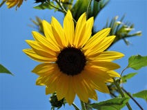Flower, Sunflower, Yellow, Flowering Plant Stock Images Flower, Sunflower, Yellow, Flowering Plant Stock Images