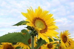 Flower, Sunflower, Yellow, Flowering Plant Stock Photo Flower, Sunflower, Yellow, Flowering Plant Stock Photo