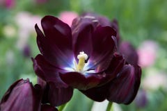 Flower Tulip Queen Of Night Stock Photo