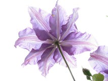 Flower, Violet, Purple, Lilac Royalty Free Stock Image Flower, Violet, Purple, Lilac Royalty Free Stock Image