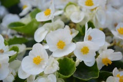 Flower, White, Flora, Plant Stock Photo Flower, White, Flora, Plant Stock Photo