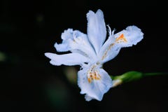 Flower, White, Flora, Plant Stock Photo Flower, White, Flora, Plant Stock Photo