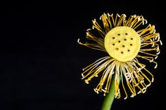 Flower, Yellow, Close Up, Flora Stock Photography Flower, Yellow, Close Up, Flora Stock Photography
