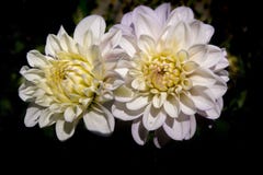 Flower, Yellow, Flowering Plant, Plant Royalty Free Stock Image Flower, Yellow, Flowering Plant, Plant Royalty Free Stock Image