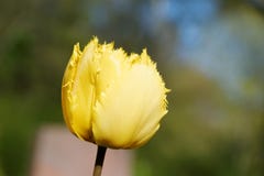 Flower, Yellow, Plant, Tulip Royalty Free Stock Photos Flower, Yellow, Plant, Tulip Royalty Free Stock Photos