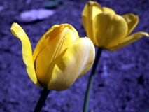 Flower, Yellow, Plant, Tulip Stock Photography Flower, Yellow, Plant, Tulip Stock Photography