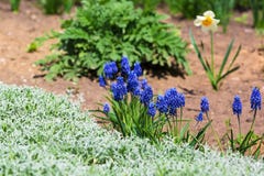 Flowerbed near the house where blue flowers grow royalty free stock photos Flowerbed near the house where blue flowers grow royalty free stock photos