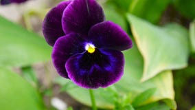 Flowerbed z pansies purpurowy colour Delikatnego wiatru chodzenie przez kwiatów Wideo HD mknąca statyczna kamera zbiory wideo Flowerbed z pansies purpurowy colour Delikatnego wiatru chodzenie przez kwiatów Wideo HD mknąca statyczna kamera zbiory wideo