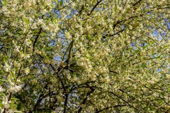The floweres of barberry tree Royalty Free Stock Images The floweres of barberry tree Royalty Free Stock Images