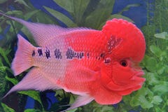 Flowerhorn Cichlid Fish Stock Photo