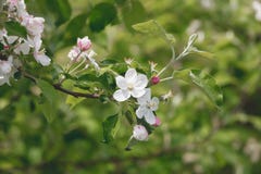 Flowering apple tree on a bright spring day royalty free stock image Flowering apple tree on a bright spring day royalty free stock image