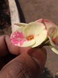 xeric flower stock image xeric flower stock image