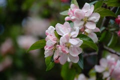Flowering branch of apple tree on the left on a blurred background. stock photos Flowering branch of apple tree on the left on a blurred background. stock photos