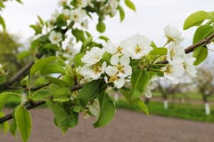 Branch of pear with white flowers in spring stock photos Branch of pear with white flowers in spring stock photos