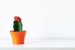 Flowering cactus plant in bright orange flower pot against white wall. House plant on white shelf with copy space. stock images Flowering cactus plant in bright orange flower pot against white wall. House plant on white shelf with copy space. stock images
