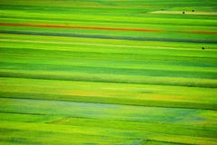 Flowering of Castelluccio di Norcia in Italy on the big plain in the Umbria region of Italy stock photo Flowering of Castelluccio di Norcia in Italy on the big plain in the Umbria region of Italy stock photo
