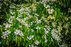 Flowering dogwood. Colored blooms and colored leaves royalty free stock photography Flowering dogwood. Colored blooms and colored leaves royalty free stock photography