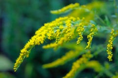 Flowering Goldenrod Royalty Free Stock Photography