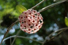 Flowering of hoya. royalty free stock images Flowering of hoya. royalty free stock images