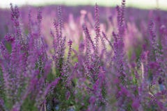 Flowering lavender field, beautiful landscape royalty free stock images Flowering lavender field, beautiful landscape royalty free stock images