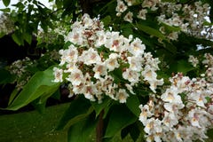 Flowering in the spring tree branch `catalpa` royalty free stock photo Flowering in the spring tree branch `catalpa` royalty free stock photo
