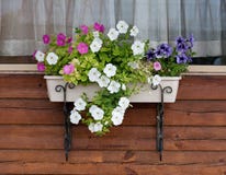 Flowerpot with petunia on the village window Stock Image Flowerpot with petunia on the village window Stock Image