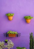 Flowerpots hanging on a violet wall, green flower composition