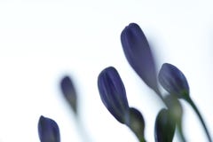 Flowers Stock Image Flowers Stock Image