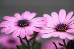 Flowers Stock Image Flowers Stock Image