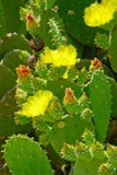 Flowers And Green Buds On Green Cactus Leaves Stock Photo Flowers And Green Buds On Green Cactus Leaves Stock Photo