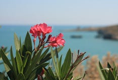 Flowers And Sea Royalty Free Stock Image