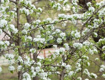 Flowers on an Apple tree in a blooming summer garden stock photography Flowers on an Apple tree in a blooming summer garden stock photography