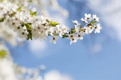 Flowers Blooming Mirabelle. Floral Background Stock Photos