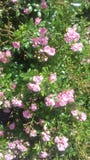 Flowers royalty free stock photos Flowers royalty free stock photos