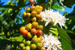 flowers and fruit of the coffee tree on the plantations