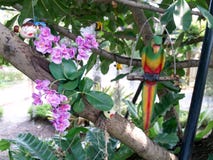Flowers in the garden with parrots royalty free stock photo Flowers in the garden with parrots royalty free stock photo