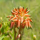 Flowers of the grass aloe, Aloe verecunda, Kwazulu Natal, South Africa stock photos Flowers of the grass aloe, Aloe verecunda, Kwazulu Natal, South Africa stock photos