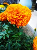 flowers in home garden royalty free stock images flowers in home garden royalty free stock images