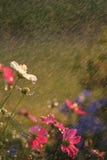 Flowers In The Rain Stock Photo