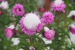 Flowers In The Snow. Royalty Free Stock Photography