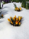 Flowers In The Snow, Vancouver Stock Photography