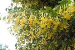 Flowers linden blossomed on the tree floral Royalty Free Stock Photo Flowers linden blossomed on the tree floral Royalty Free Stock Photo