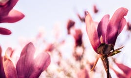Flowers of Magnolia in a garden stock photo Flowers of Magnolia in a garden stock photo
