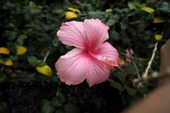 flowers from nature make you feel fresh Royalty Free Stock Photo flowers from nature make you feel fresh Royalty Free Stock Photo