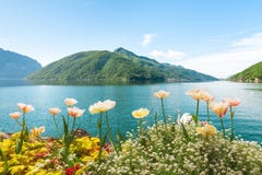 Flowers Near Lake With Swans, Lugano, Switzerland Stock Photo